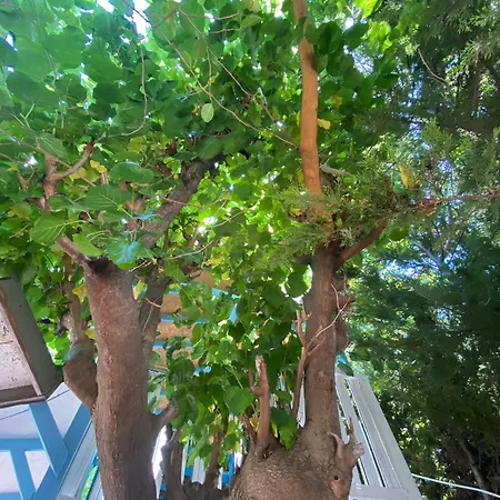 Mila בית הארחה