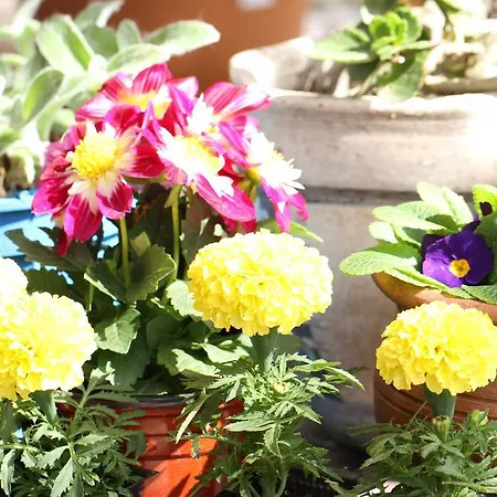 بيت ضيافة Mila Çıralı